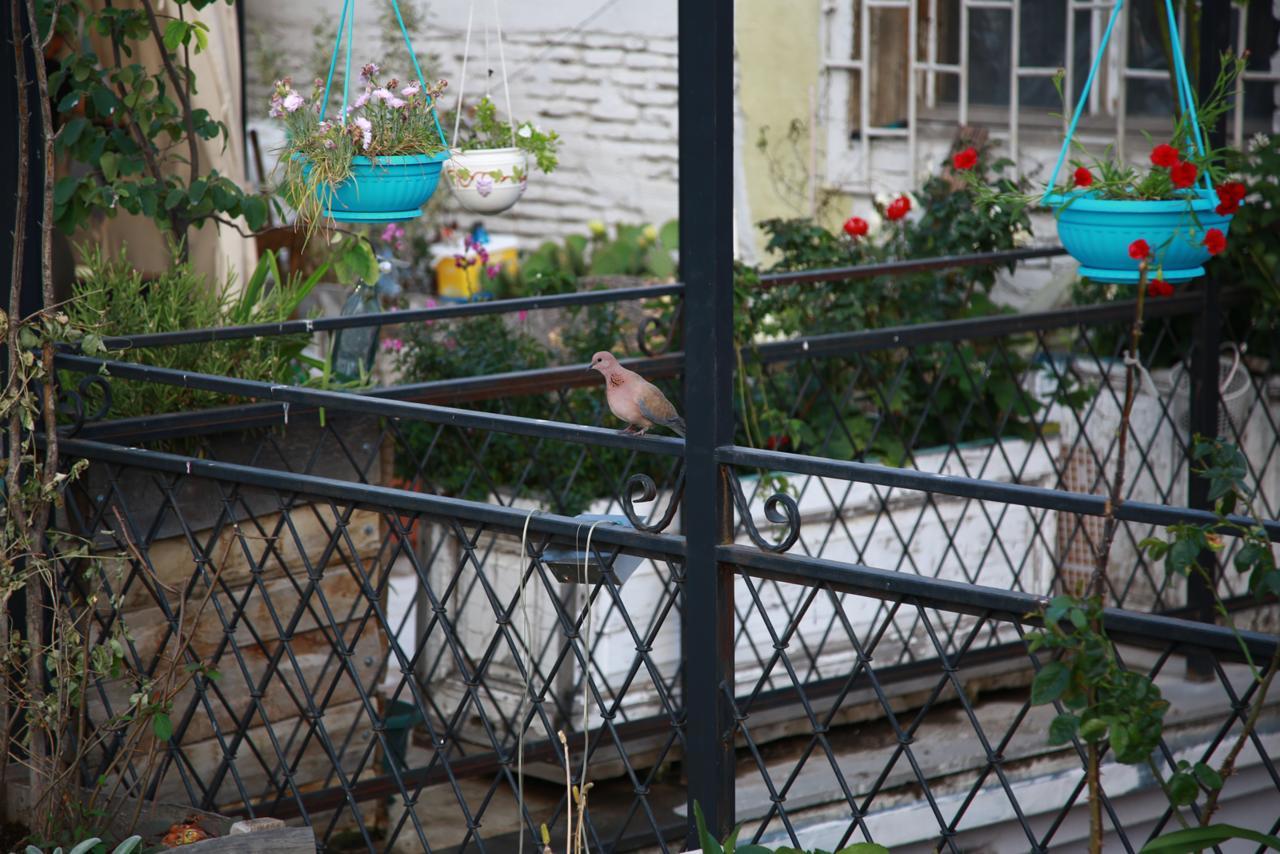Terrace Garden Boutique Hotel Tbilisi Buitenkant foto